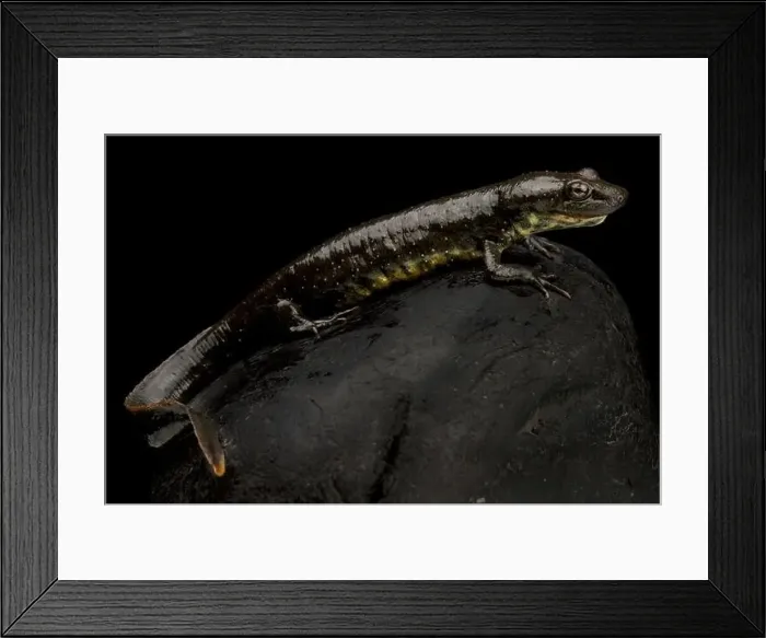 Framed Print : Sardinian mountain newt (Euproctus platycephalus) Framed Print : Sardinian mountain newt (Euproctus platycephalus)