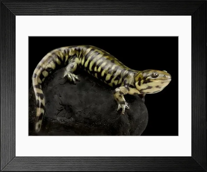 Framed Print : Gray barred tiger salamander (Ambystoma maevortium diabolo) Framed Print : Gray barred tiger salamander (Ambystoma maevortium diabolo)