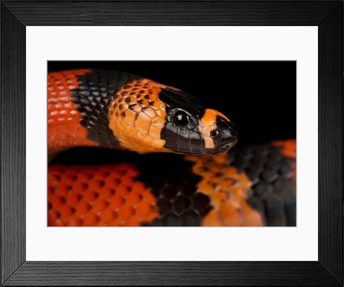 Framed Print : Honduran milk snake (Lampropeltis triangulum hondurensis)