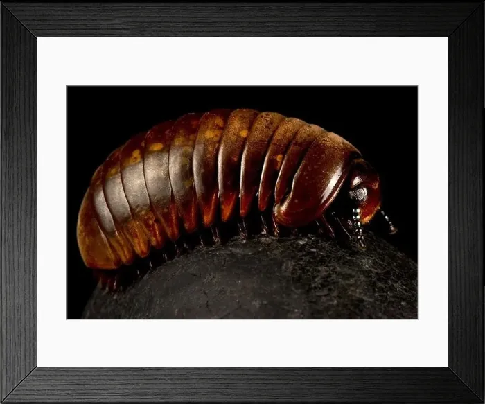 Framed Print : Thai pill millipede (Sphaerotheriida sp.) Framed Print : Thai pill millipede (Sphaerotheriida sp.)