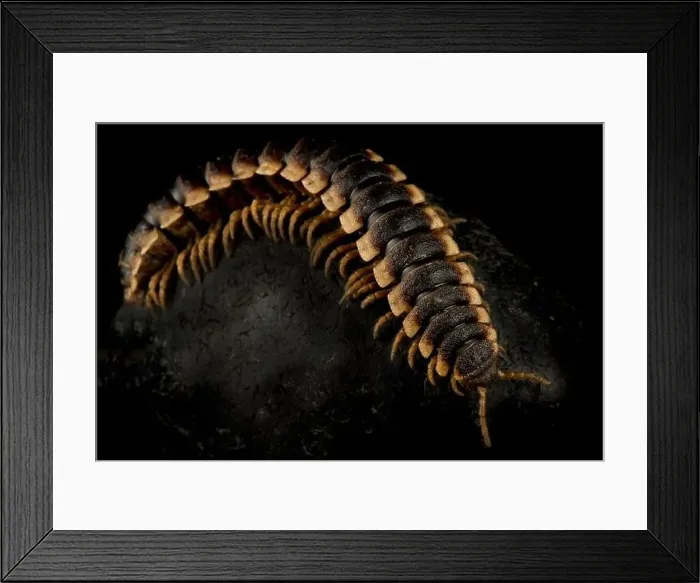 Framed Print : Flat-backed millipede (Polydesmidae sp.) Framed Print : Flat-backed millipede (Polydesmidae sp.)