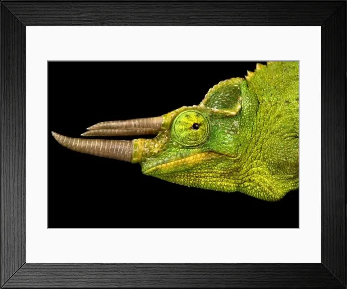 Framed Print : Yellow-crested Jackson's Chameleon (Trioceros jacksonii xantholophus) Framed Print : Yellow-crested Jackson's Chameleon (Trioceros jacksonii xantholophus)