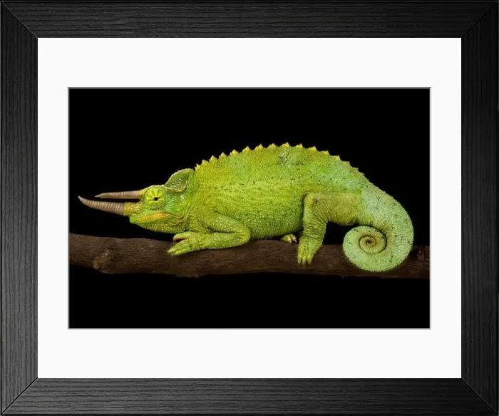 Framed Print : Yellow-crested Jackson's Chameleon (Trioceros jacksonii xantholophus) Framed Print : Yellow-crested Jackson's Chameleon (Trioceros jacksonii xantholophus)