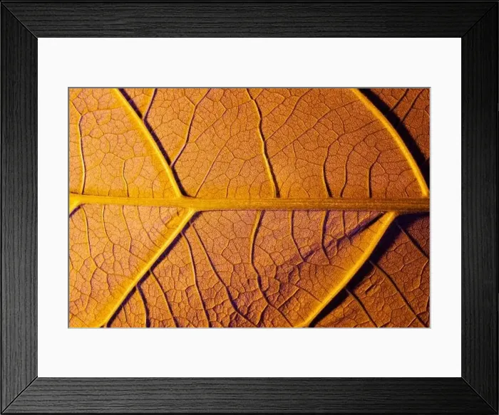 Framed Print : orange leaf close up, use as background or texture Framed Print : orange leaf close up, use as background or texture