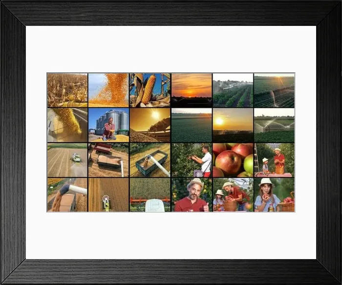 Framed Print : Agricultural and Farming Jobs. Farmers at Various Seasonal Agricultural Work in a Field Framed Print : Agricultural and Farming Jobs. Farmers at Various Seasonal Agricultural Work in a Field