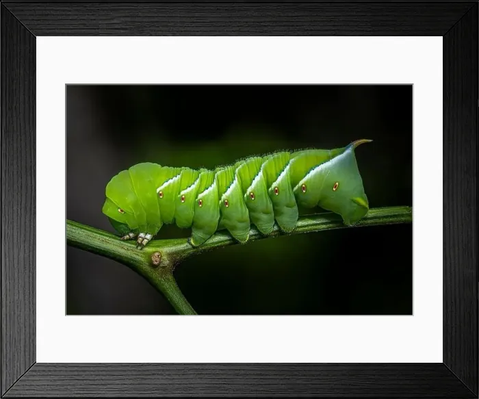 Framed Print : Tomato hornworm macro close up image