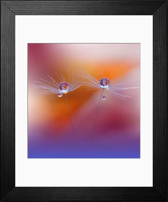 Framed Print : Beautiful Nature Background.Floral Art Design.Abstract Macro Photography.Pastel Flower.Dandelion Framed Print : Beautiful Nature Background.Floral Art Design.Abstract Macro Photography.Pastel Flower.Dandelion