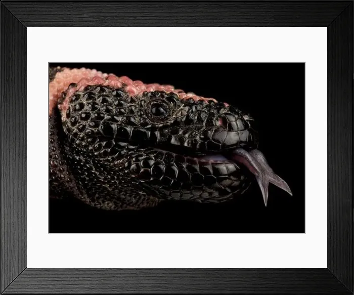 Framed Print : Reticulated gila monster (Heloderma suspectum cinctum) Framed Print : Reticulated gila monster (Heloderma suspectum cinctum)
