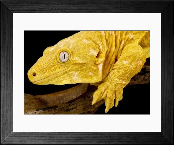 Framed Print : Albino New Caledonian giant gecko (Rhacodactylus laechianus) Framed Print : Albino New Caledonian giant gecko (Rhacodactylus laechianus)