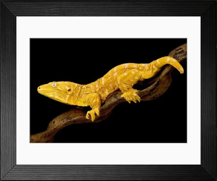 Framed Print : Albino New Caledonian giant gecko (Rhacodactylus laechianus) Framed Print : Albino New Caledonian giant gecko (Rhacodactylus laechianus)