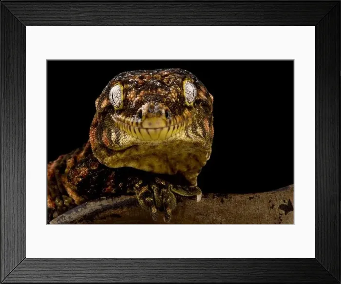 Framed Print : New Caledonian giant gecko Mt Koghis red bar (Rhacodactylus laechianus)