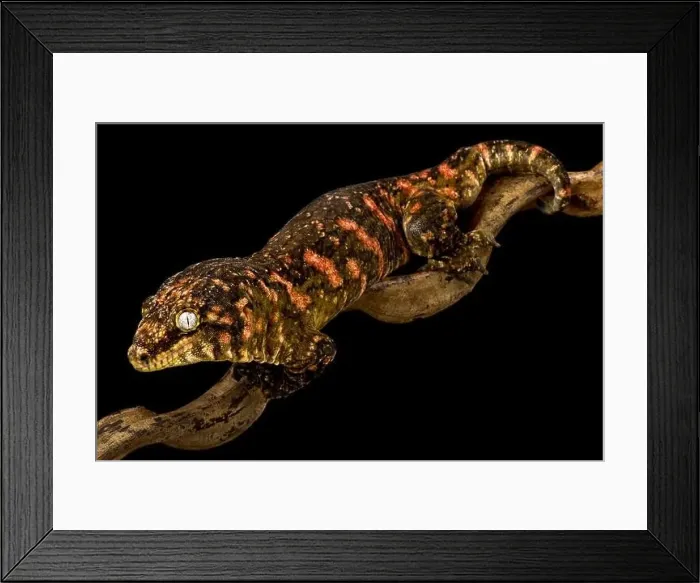 Framed Print : New Caledonian giant gecko red bar Grand Terre (Rhacodactylus laechianus) Framed Print : New Caledonian giant gecko red bar Grand Terre (Rhacodactylus laechianus)