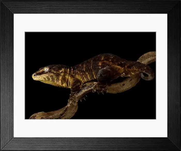 Framed Print : New Caledonian giant gecko Mt Koghis black (Rhacodactylus laechianus) Framed Print : New Caledonian giant gecko Mt Koghis black (Rhacodactylus laechianus)