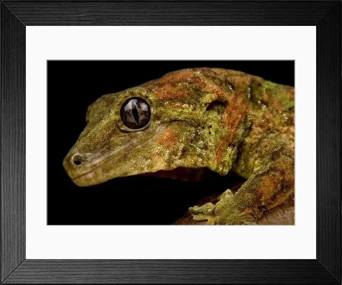 Framed Print : Black eyed Mossy New Caledonian gecko (Mniarogekko chahoua) Framed Print : Black eyed Mossy New Caledonian gecko (Mniarogekko chahoua)