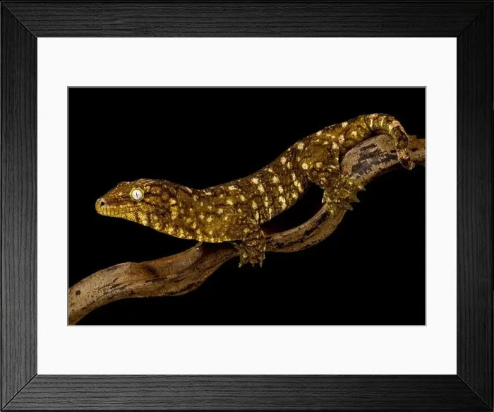 Framed Print : New Caledonian giant gecko Nuu Ami (Rhacodactylus laechianus) Framed Print : New Caledonian giant gecko Nuu Ami (Rhacodactylus laechianus)