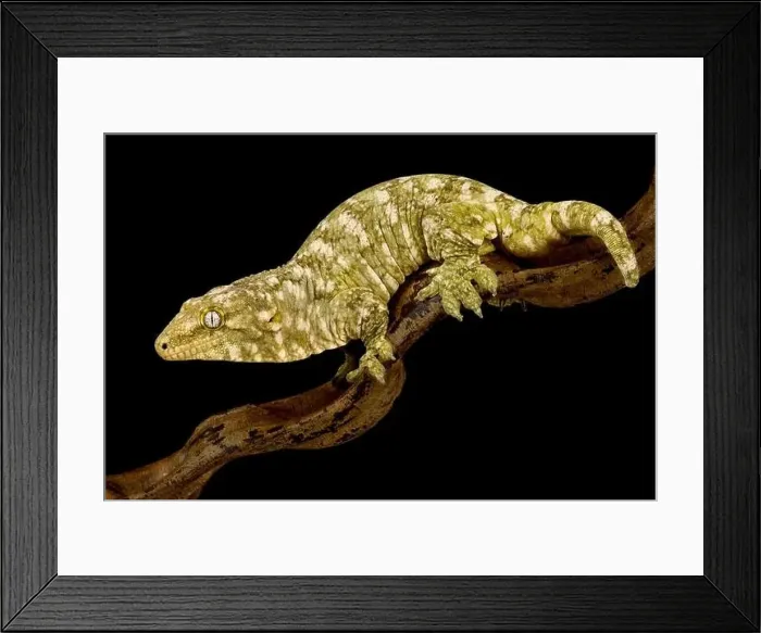 Framed Print : New Caledonian giant gecko Nuu Aani (Rhacodactylus laechianus) Framed Print : New Caledonian giant gecko Nuu Aani (Rhacodactylus laechianus)
