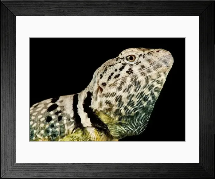 Framed Print : Black-spotted collared lizard (Crotaphytus collaris melanomaculatus) Framed Print : Black-spotted collared lizard (Crotaphytus collaris melanomaculatus)