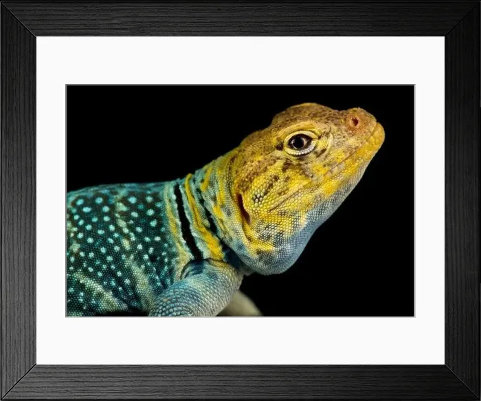 Framed Print : Yellow-headed collared lizard (Crotaphytus collaris auriceps)