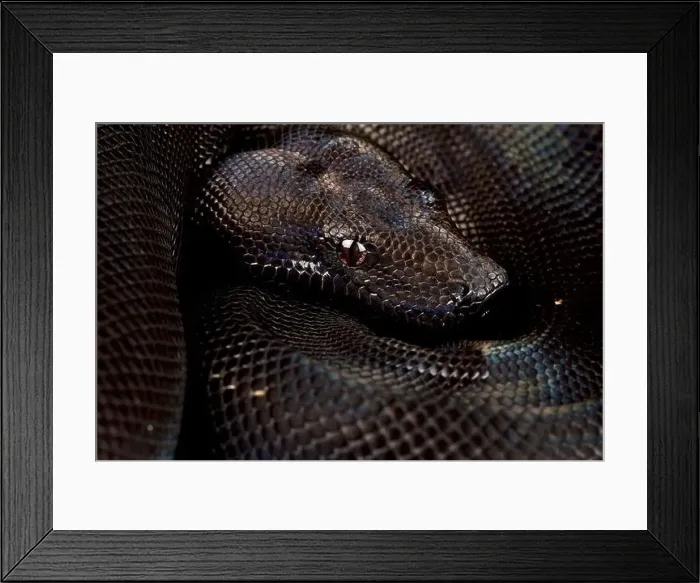 Framed Print : Boa imperator Black, increased melanism gene (Boa imperator) Framed Print : Boa imperator Black, increased melanism gene (Boa imperator)
