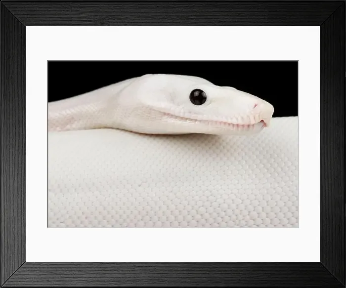 Framed Print : Boa imperator Leucistic (Boa imperator) Framed Print : Boa imperator Leucistic (Boa imperator)