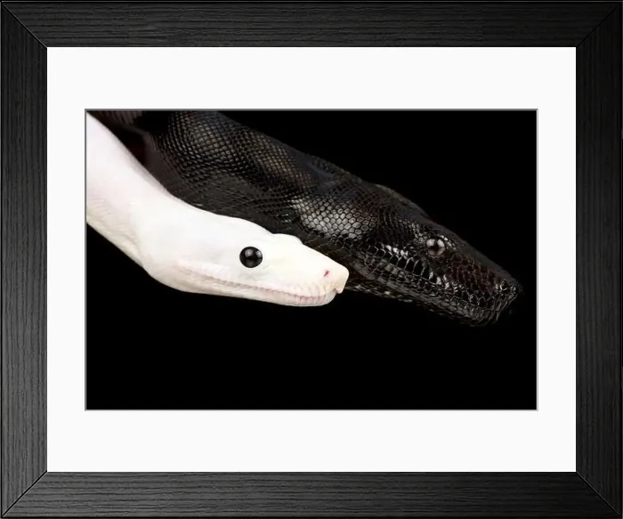 Framed Print : Black and white Boa (Boa imperator)
