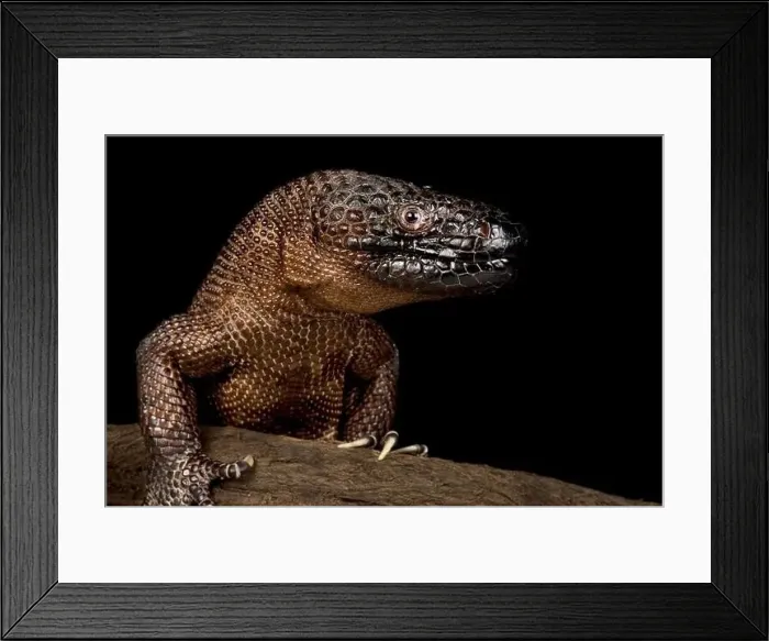 Framed Print : Chiapan Beaded Lizard (Heloderma alvarezii) Framed Print : Chiapan Beaded Lizard (Heloderma alvarezii)