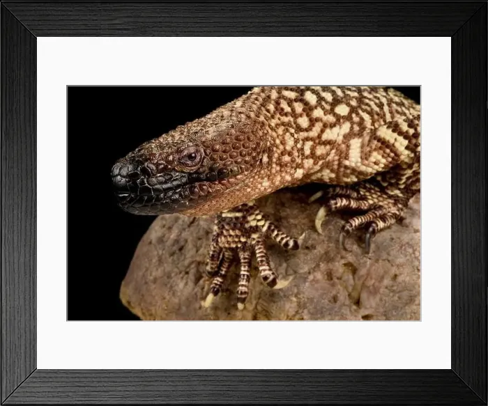 Framed Print : Río Fuerte Beaded Lizard (Heloderma exasperatum) Framed Print : Río Fuerte Beaded Lizard (Heloderma exasperatum)