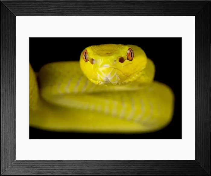 Framed Print : Sunda Island pitviper (Trimeresurus insularis) yellow Framed Print : Sunda Island pitviper (Trimeresurus insularis) yellow