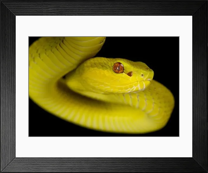 Framed Print : Sunda Island pitviper (Trimeresurus insularis) yellow Framed Print : Sunda Island pitviper (Trimeresurus insularis) yellow