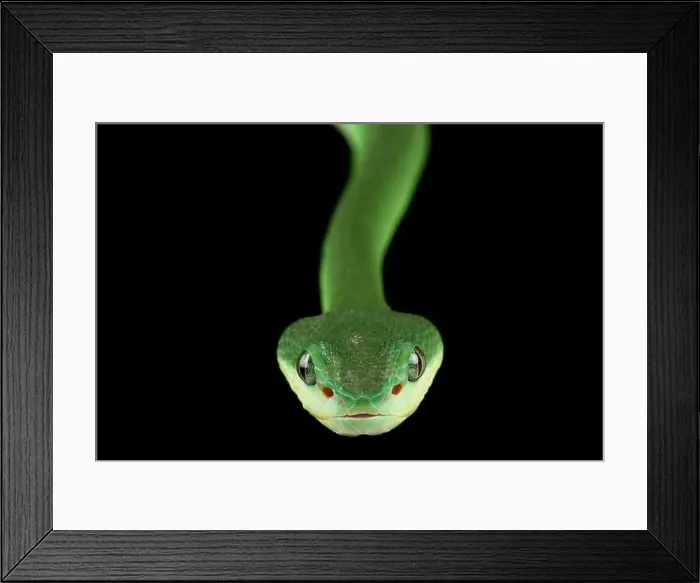 Framed Print : Sunda Island pitviper (Trimeresurus insularis) green Framed Print : Sunda Island pitviper (Trimeresurus insularis) green