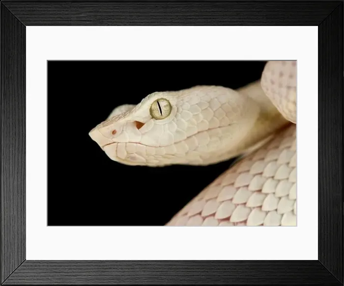 Framed Print : McGregor's pit viper (Trimeresurus mcgregori) Framed Print : McGregor's pit viper (Trimeresurus mcgregori)