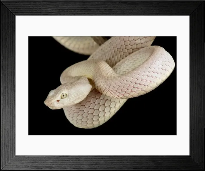 Framed Print : McGregor's pit viper (Trimeresurus mcgregori) Framed Print : McGregor's pit viper (Trimeresurus mcgregori)