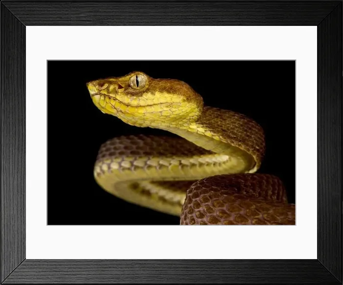 Framed Print : McGregor's pit viper (Trimeresurus mcgregori) Framed Print : McGregor's pit viper (Trimeresurus mcgregori)