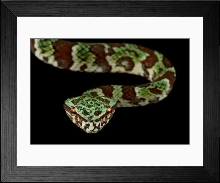 Framed Print : Broad-banded Temple Pitviper (Tropidolaemus laticinctus) Framed Print : Broad-banded Temple Pitviper (Tropidolaemus laticinctus)