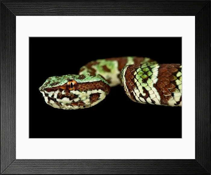 Framed Print : Broad-banded Temple Pitviper (Tropidolaemus laticinctus) Framed Print : Broad-banded Temple Pitviper (Tropidolaemus laticinctus)
