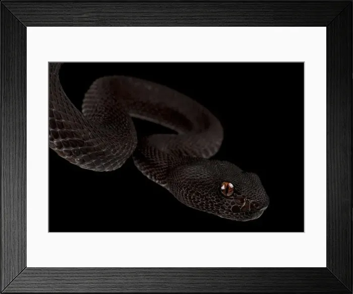 Framed Print : Mangrove Viper (Cryptelytrops purpureomaculatus)