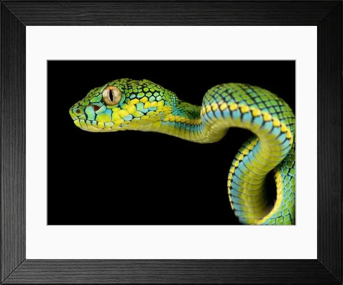 Framed Print : Schultze's Pit Viper (Parias schultzei) Framed Print : Schultze's Pit Viper (Parias schultzei)