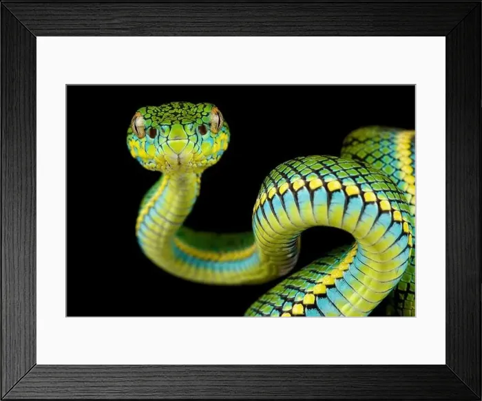 Framed Print : Schultze's Pit Viper (Parias schultzei) Framed Print : Schultze's Pit Viper (Parias schultzei)