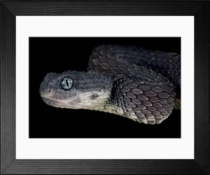 Framed Print : Bush viper (Atheris squamigera) Framed Print : Bush viper (Atheris squamigera)