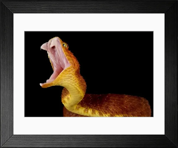 Framed Print : Bush viper attack (Atheris squamigera) Framed Print : Bush viper attack (Atheris squamigera)