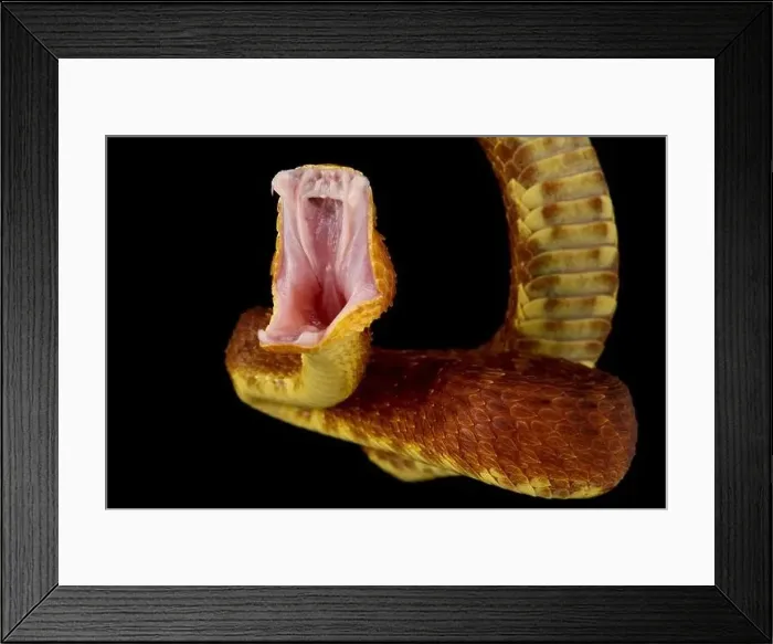 Framed Print : Bush viper attack (Atheris squamigera) Framed Print : Bush viper attack (Atheris squamigera)
