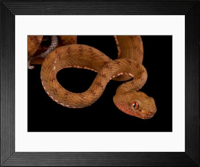Framed Print : Philippine pitviper (Parias flavomaculatus)