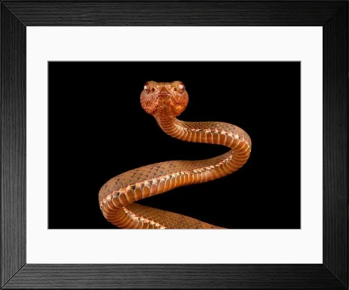 Framed Print : Philippine pitviper (Parias flavomaculatus)
