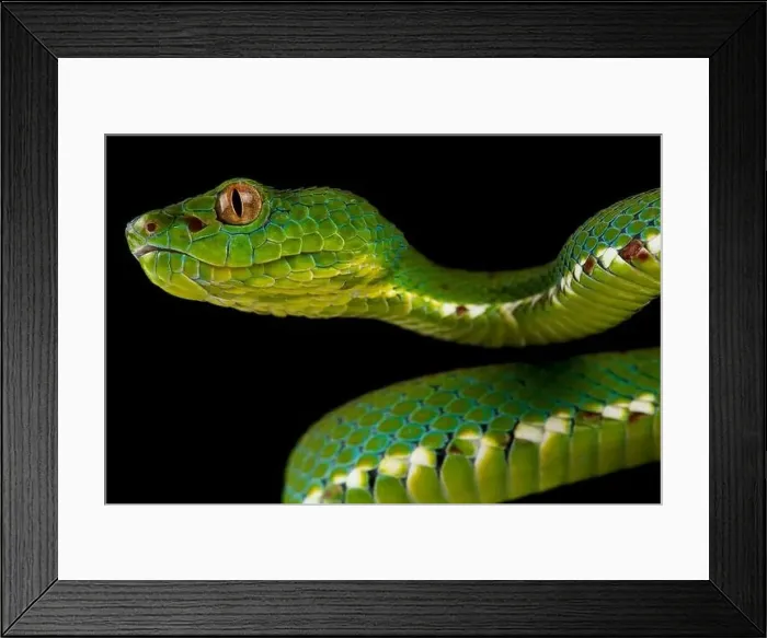 Framed Print : Philippine pitviper (Parias flavomaculatus)
