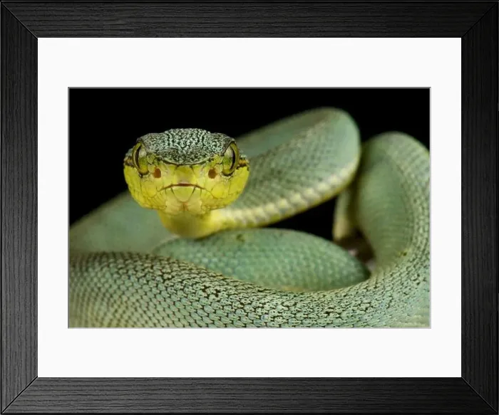 Framed Print : Amazonian palmviper (Bothrops bilineatus bilineatus) Framed Print : Amazonian palmviper (Bothrops bilineatus bilineatus)