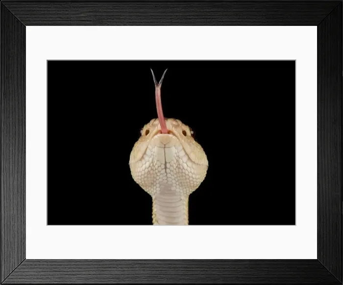 Framed Print : Black-headed bushmaster (Lachesis melanocephala)