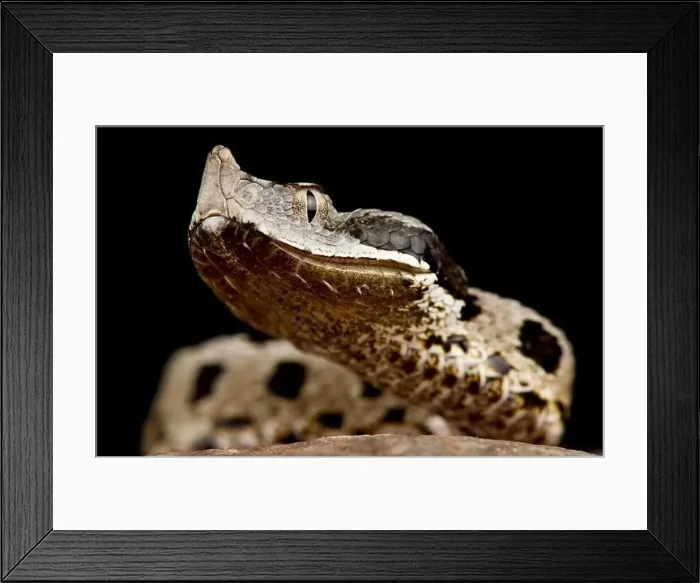 Framed Print : Lataste's Viper (Vipera latastei gaditana) Framed Print : Lataste's Viper (Vipera latastei gaditana)