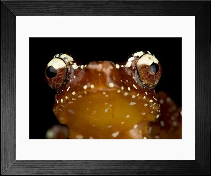 Framed Print : Cinnamon tree frog (Nyctixalus pictus) Framed Print : Cinnamon tree frog (Nyctixalus pictus)