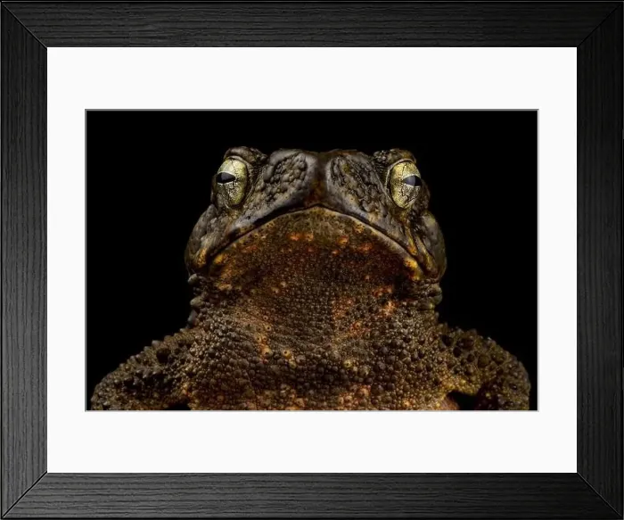 Framed Print : Asian giant toad (Phrynoidis asper) Framed Print : Asian giant toad (Phrynoidis asper)