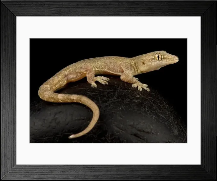 Framed Print : Common house gecko (Hemidactylus frenatus) Framed Print : Common house gecko (Hemidactylus frenatus)